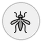 mosquito