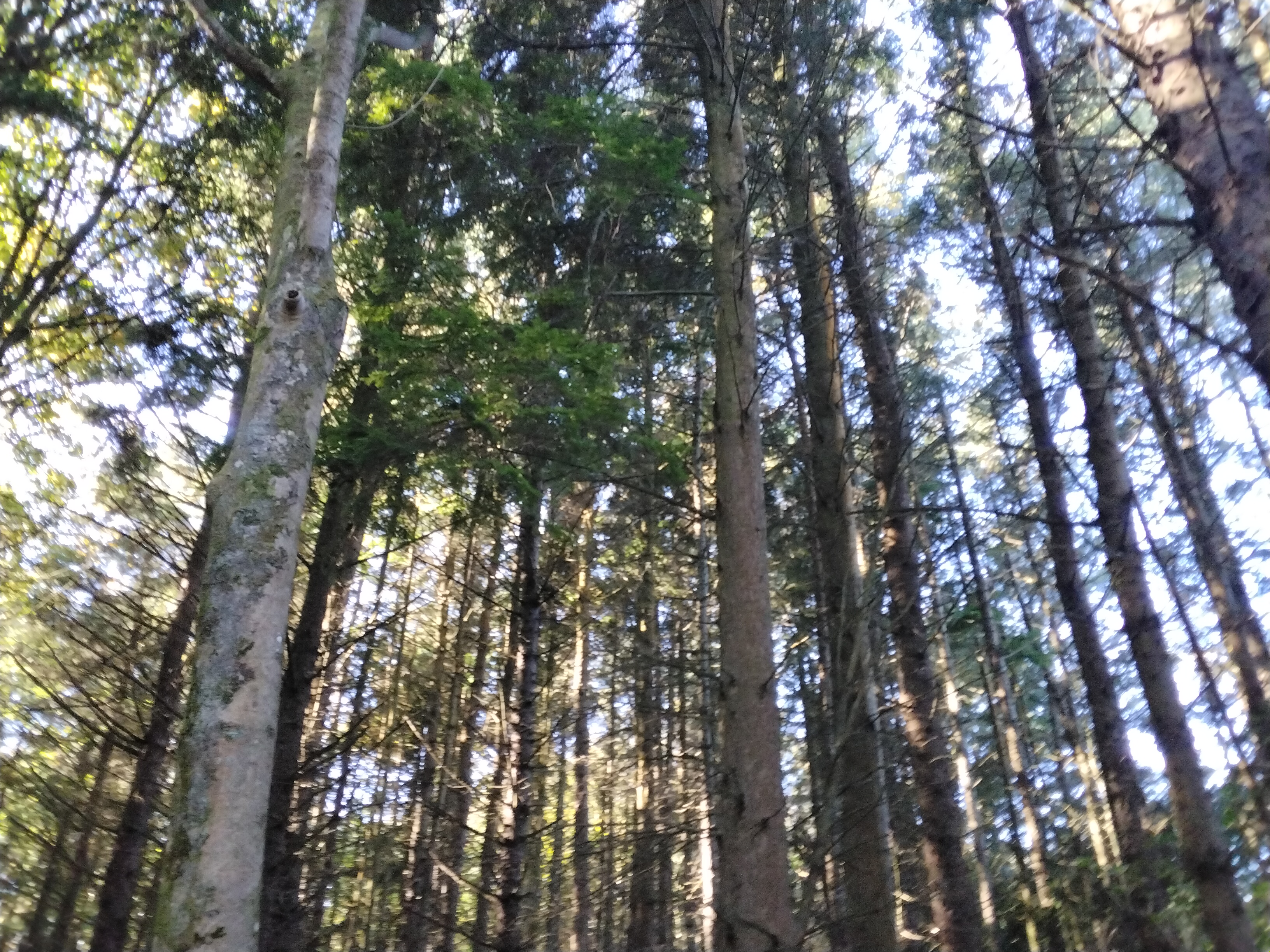 Alt text for the image