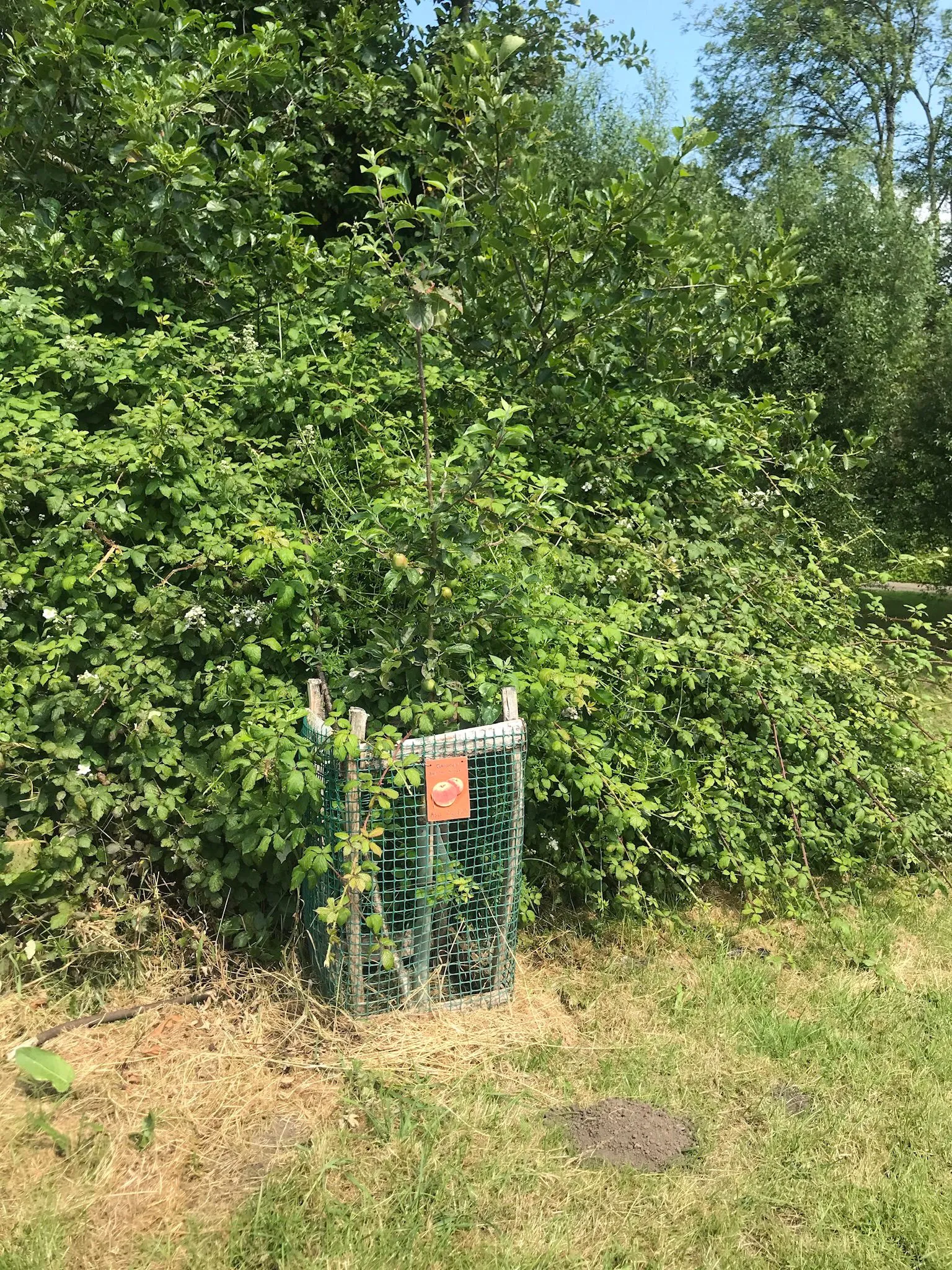 Apple tree planted by the community